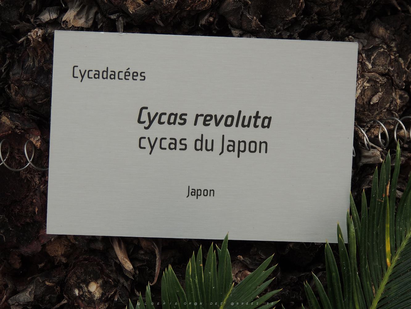 44 Affiche Cycas du Japon.JPG -           